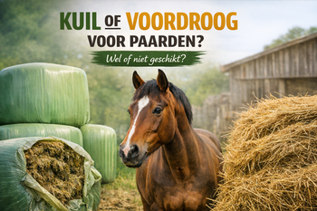 Kuil of voordroog voor paarden? Risico’s en veilig alternatief uitgelegd